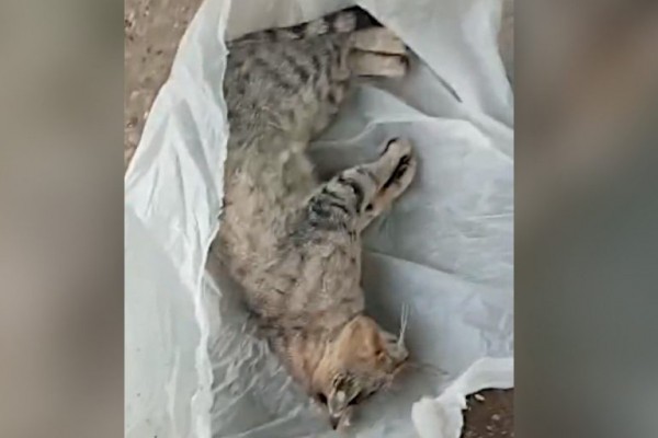 В Тверской области пенсионерка рассказала, как задушила соседского кота В Тверской области пенсионерка рассказала, как задушила соседского кота