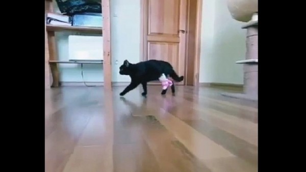 В Твери спасают кошку, выпавшую с четвёртого этажа В Твери спасают кошку, выпавшую с четвёртого этажа