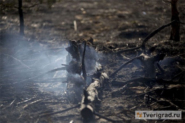 Под Тверью загорелся лес Под Тверью загорелся лес