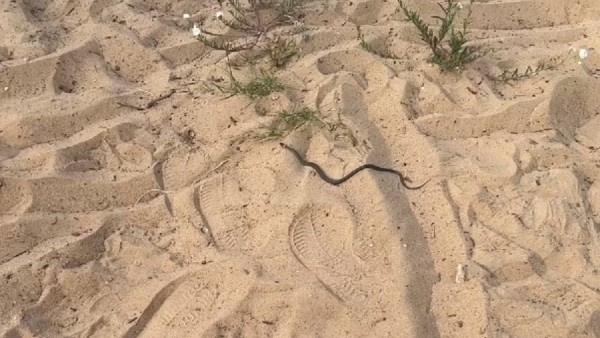 В Конаково змея заползла в детскую коляску В Конаково змея заползла в детскую коляску