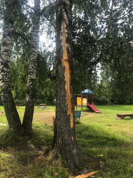 Во дворе в посёлке Редкино молния ударила в дерево Во дворе в посёлке Редкино молния ударила в дерево