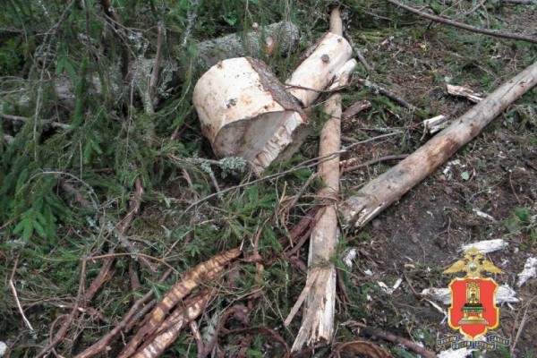 Житель Тверской области незаконно вырубил лес на 650 тысяч рублей Житель Тверской области незаконно вырубил лес на 650 тысяч рублей