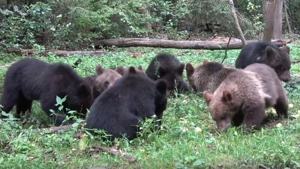 Тверские биологи опубликовали видео обеда старшей группы медвежат Тверские биологи опубликовали видео обеда старшей группы медвежат