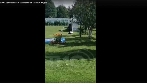 Аисты Глаша и Гоша из Тверской области вновь вырастили шестерых птенцов Аисты Глаша и Гоша из Тверской области вновь вырастили шестерых птенцов