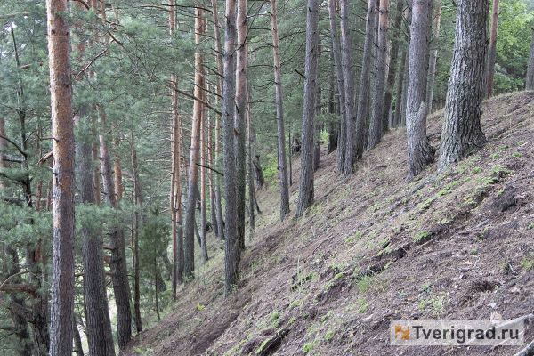 Жизнь наедине с природой: обзор загородных посёлков под Тверью Жизнь наедине с природой: обзор загородных посёлков под Тверью