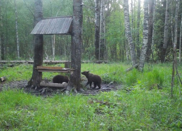 Выпускники Центра спасения медвежат-сирот попали в объектив фотоловушки Выпускники Центра спасения медвежат-сирот попали в объектив фотоловушки