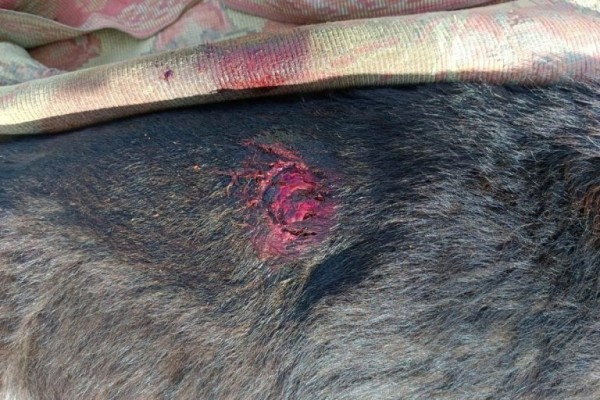 На карьерах в Твери застрелили собаку На карьерах в Твери застрелили собаку