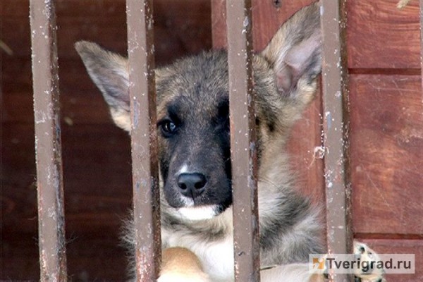 В Тверской области у собаки нашли бешенство В Тверской области у собаки нашли бешенство