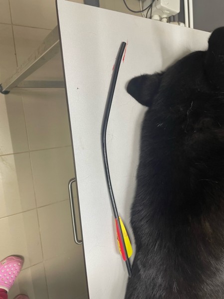 В Зубцове спасают собаку, в которую выстрелили из арбалета В Зубцове спасают собаку, в которую выстрелили из арбалета