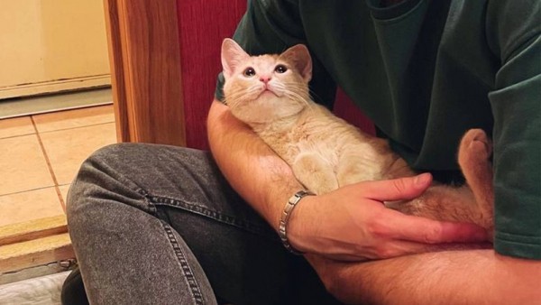 Спасённый в Твери котик Сахарок идёт на поправку Спасённый в Твери котик Сахарок идёт на поправку