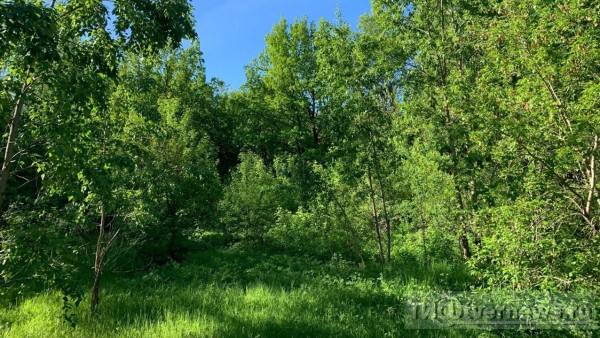 Под Тверью нашли очаг бешенства животных и ввели карантин Под Тверью нашли очаг бешенства животных и ввели карантин