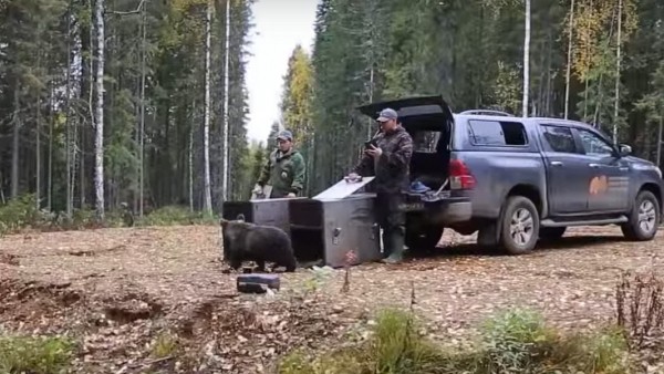 Подросших в Тверском центре медвежат вернули в родной лес в республику Коми Подросших в Тверском центре медвежат вернули в родной лес в республику Коми