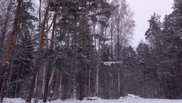 Больше 500 га сельхозземель в Тверской области передали лесному фонду Больше 500 га сельхозземель в Тверской области передали лесному фонду