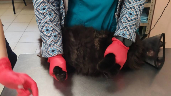 Спасённая МЧС кошка оказалась котом, которому потребовалась помощь ветврачей Спасённая МЧС кошка оказалась котом, которому потребовалась помощь ветврачей