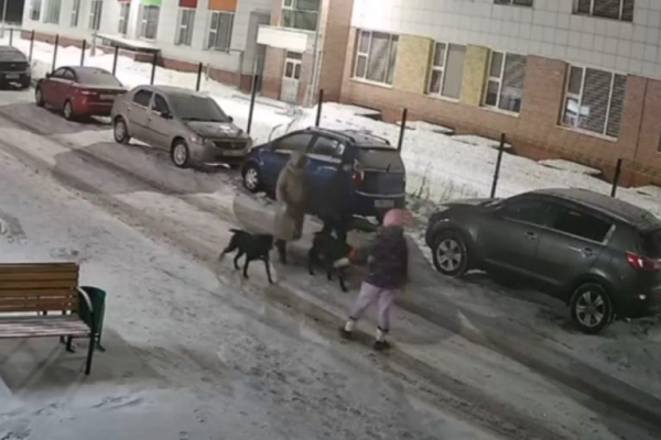 Опубликовано видео жестокого нападения бойцовских псов на шпица на глазах у детей Опубликовано видео жестокого нападения бойцовских псов на шпица на глазах у детей