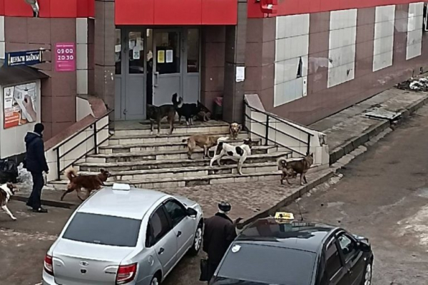 В Тверской области люди боялись выйти из магазина из-за стаи бродячих собак В Тверской области люди боялись выйти из магазина из-за стаи бродячих собак
