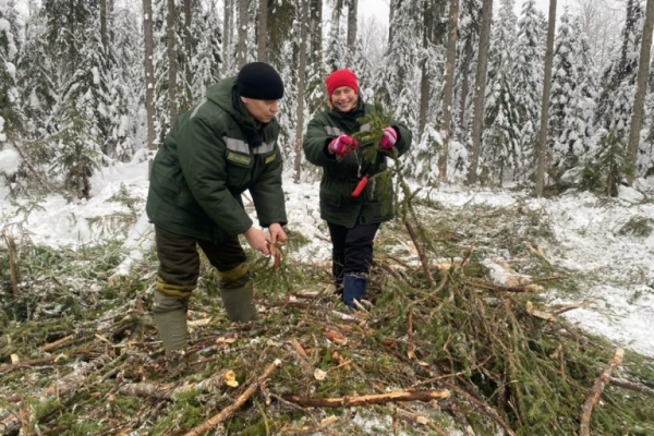 В Тверской области собирают шишки для лесовосстановления В Тверской области собирают шишки для лесовосстановления