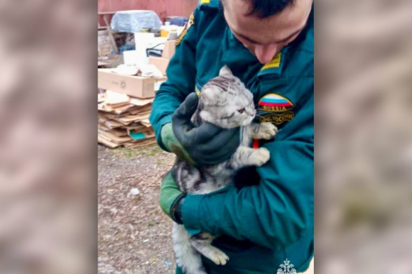 В Твери сотрудники МЧС сняли с дерева ещё одного кота В Твери сотрудники МЧС сняли с дерева ещё одного кота