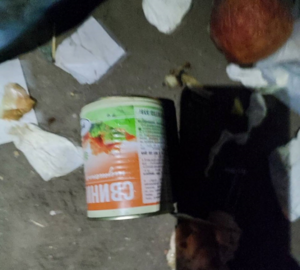 В Твери найденного в консервной банке котенка выкармливает Шпиц В Твери найденного в консервной банке котенка выкармливает Шпиц
