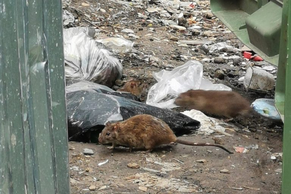 В Твери крысы образовали колонию неподалёку от детского сада В Твери крысы образовали колонию неподалёку от детского сада