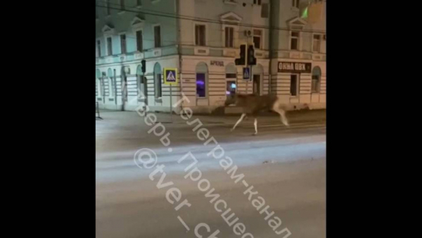 В Твери обезумевший от страха лось спрыгнул с моста В Твери обезумевший от страха лось спрыгнул с моста