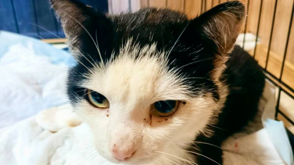 Кота Павла с оторванной лапой, за которым ухаживал пёс, удачно прооперировали Кота Павла с оторванной лапой, за которым ухаживал пёс, удачно прооперировали