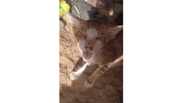 В Тверской области зооволонтёры спасают бывшедомашнего кота породы ориентал В Тверской области зооволонтёры спасают бывшедомашнего кота породы ориентал