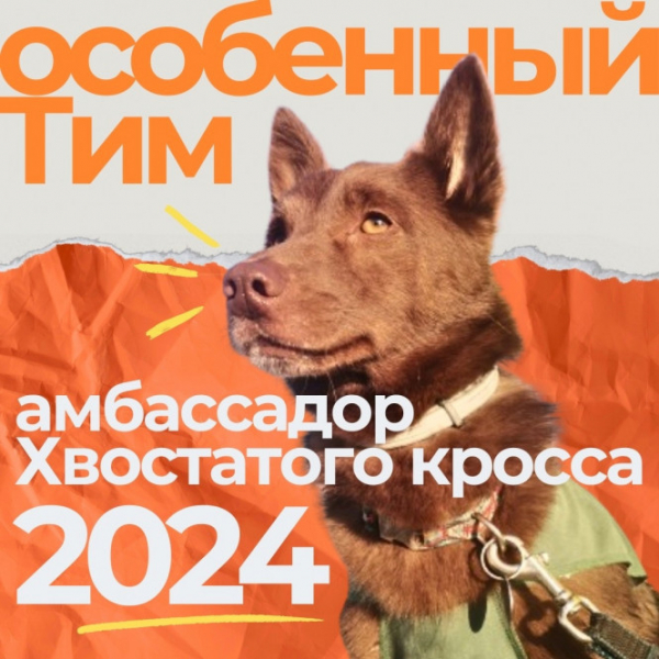 Амбассадором "Хвостатого кросса" в Твери стал особенный пёс Тим в сапожках Амбассадором "Хвостатого кросса" в Твери стал особенный пёс Тим в сапожках