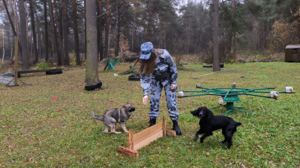 У тверских полицейских-кинологов пополнение – пять щенков У тверских полицейских-кинологов пополнение – пять щенков