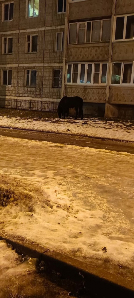 В Твери под окнами домов лошадь и пони гуляли сами по себе В Твери под окнами домов лошадь и пони гуляли сами по себе