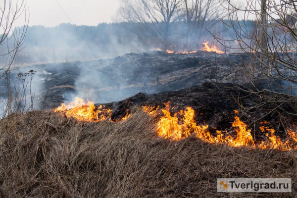 За выходные в Тверской области зарегистрировано 32 случая пала травы За выходные в Тверской области зарегистрировано 32 случая пала травы