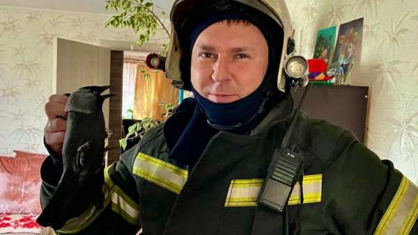 В Тверской области пожарные спасли застрявшую в вытяжке галку В Тверской области пожарные спасли застрявшую в вытяжке галку