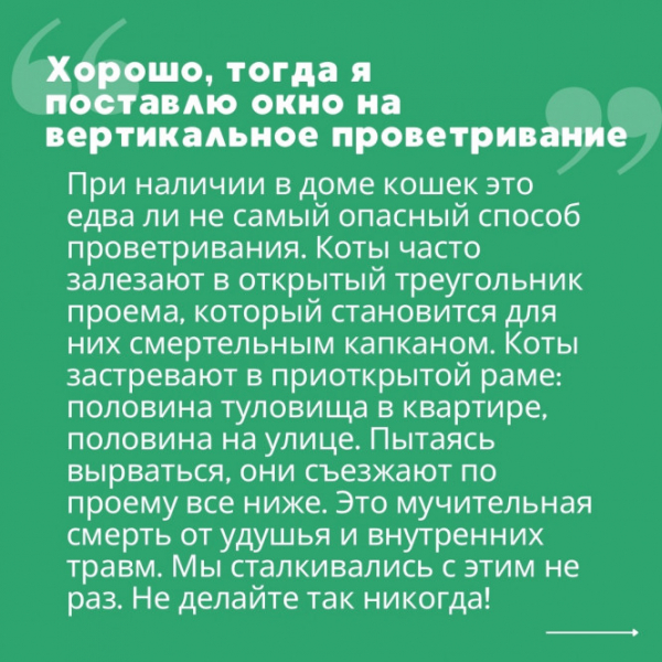 Тверские зоозащитники предупредили об угрозе для кошек из-за открытых окон Тверские зоозащитники предупредили об угрозе для кошек из-за открытых окон