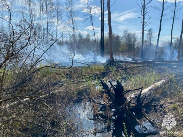 Под Тверью потушили лесной пожар: огонь охватил полгектара Под Тверью потушили лесной пожар: огонь охватил полгектара