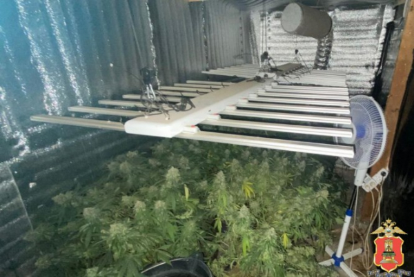 В Зубцовском округе полицейские ликвидировали наркоферму, где выращивали коноплю