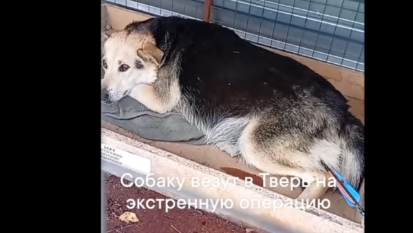 Тверские волонтеры спасают собаку, пробитую стрелой из арбалета Тверские волонтеры спасают собаку, пробитую стрелой из арбалета