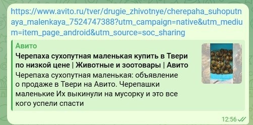 В Твери на помойке оказались 20 среднеазиатских черепашек