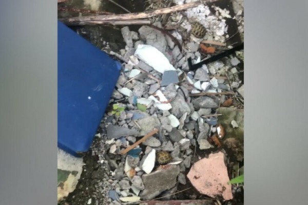 В Твери волонтёры спасают выброшенных на помойку черепашат В Твери волонтёры спасают выброшенных на помойку черепашат