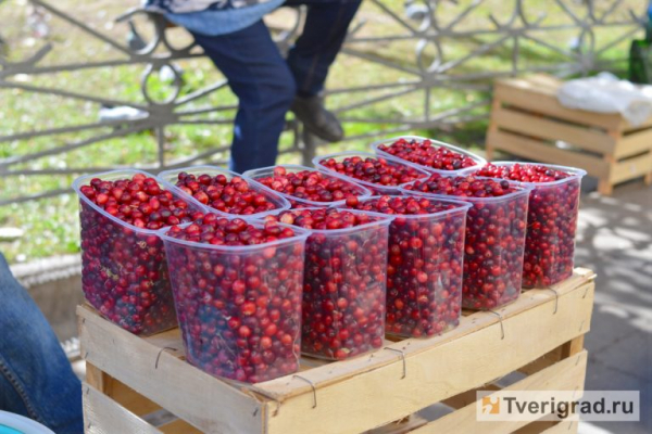 Лесная царица здоровья: в Тверской области начался клюквенный ажиотаж Лесная царица здоровья: в Тверской области начался клюквенный ажиотаж