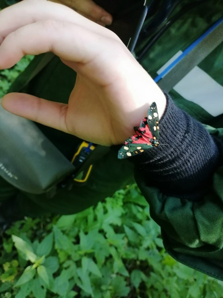 В Тверской области девушка в лесу встретила очень редкую медведицу-госпожу