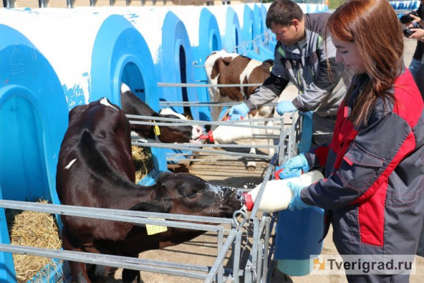 Почему тверские школьники стремятся провести каникулы на ферме Почему тверские школьники стремятся провести каникулы на ферме