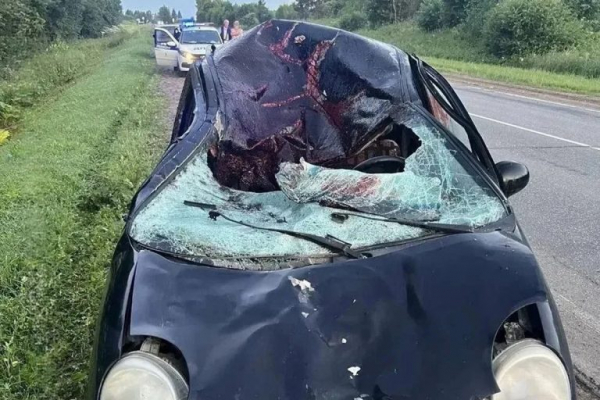 В Тверской области три человека пострадали в ДТП с лосем В Тверской области три человека пострадали в ДТП с лосем